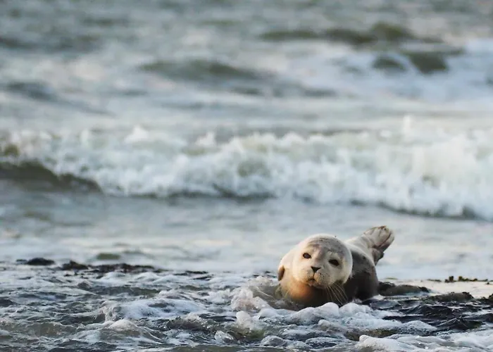 Mit Meeresblick * Wangerooge
